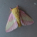 Pastel Moth