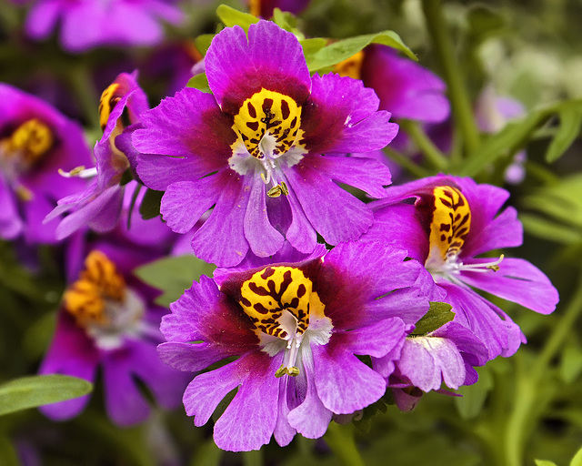 Red Butterfly Flowers – Brookside Gardens