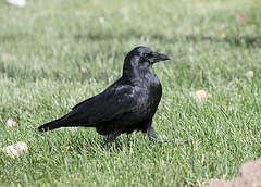 American Crow