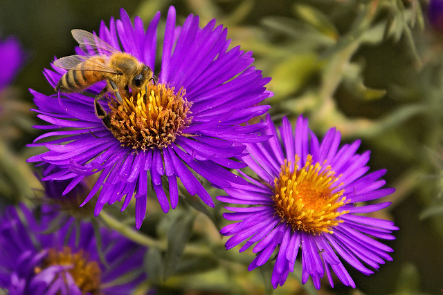 Yellow on Yellow – Brookside Gardens, Silver Spring, Maryland