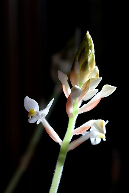 Ludisia discolor