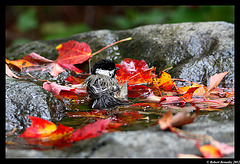 Une baignade en automne