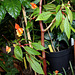 Impatiens  x bicaudata( hybride: auricoma x bicaudata )