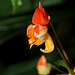 Impatiens  x bicaudata( hybride: auricoma x bicaudata )