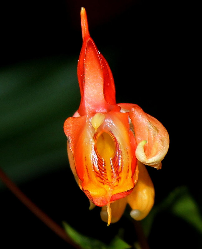 Impatiens  x bicaudata( hybride: auricoma x bicaudata )