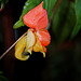 Impatiens  x bicaudata( hybride: auricoma x bicaudata )