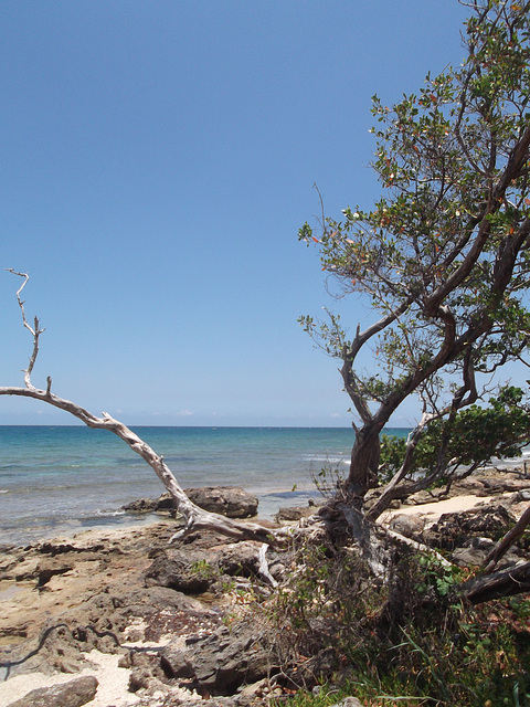 Rivage rocailleux cubain / Cuban rocky shore