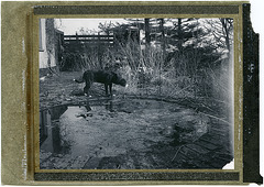 dog with pond