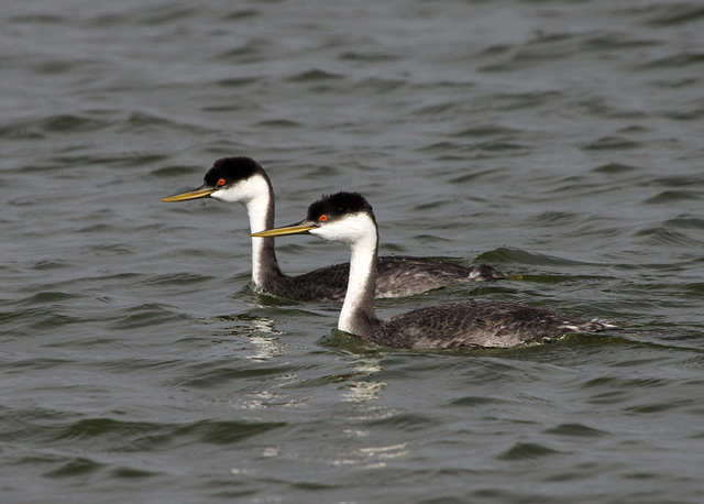 Western Grebes (Aechmophorus occidentalis)