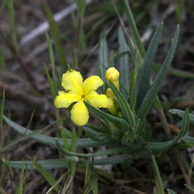 Narrowleaf Stoneseed