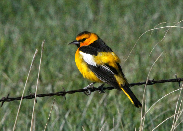 Bullock's Oriole (M)