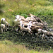 Big Horn Sheep