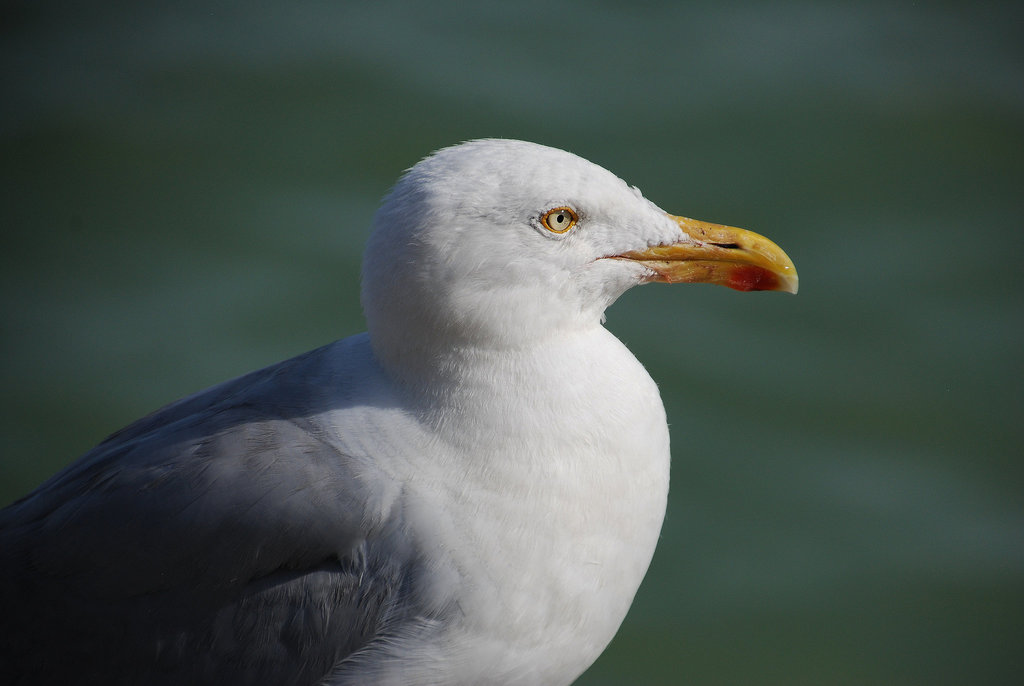 Portrait d'un goéland