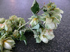 Hopfenzapfen