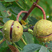 Kastanien am Baum