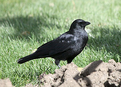 American Crow