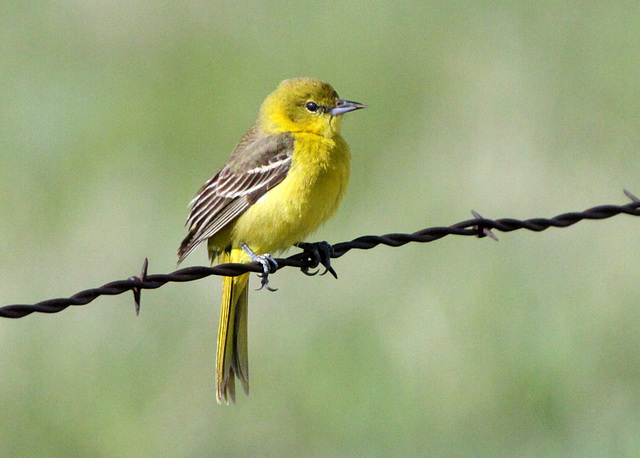 Orchard Oriole (F)