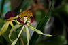 Encyclia cochleata