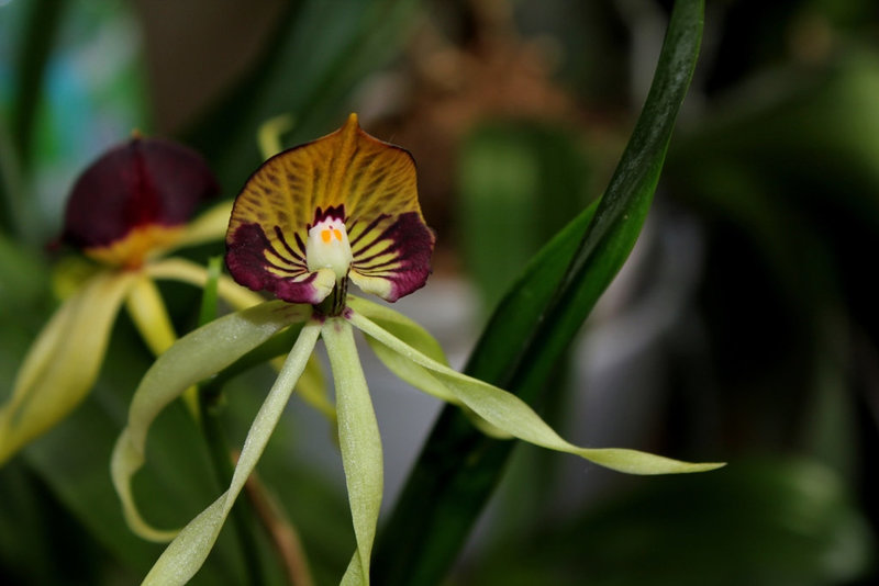 Encyclia cochleata