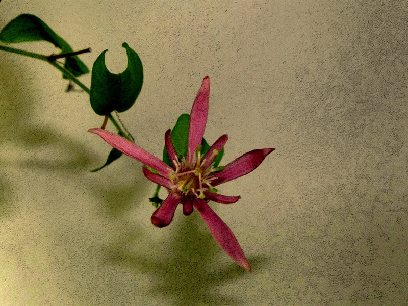 Passiflore texturée