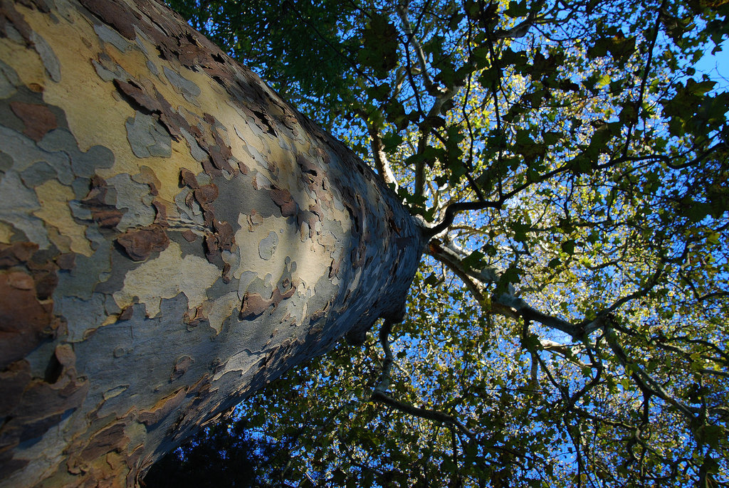 Auprès de mon arbre je vivais heureux , j'aurais jamais dû m'éloigner de mon arbre.....