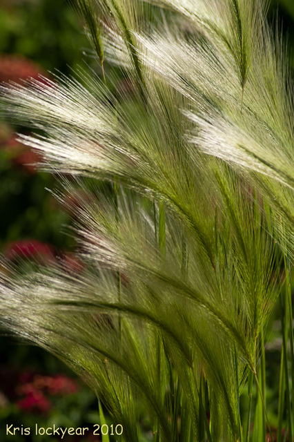 Grasses (3)