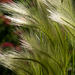 Grasses (3)
