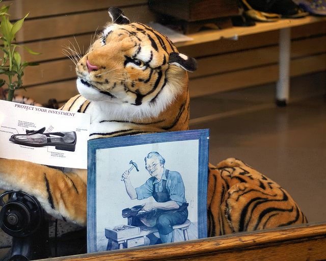 Protecting His Investment – Shoe Repair Shop Window, Cambridge, Massachusetts