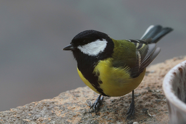 Mésange charbonnière