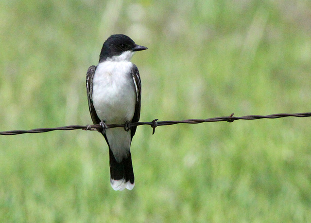 Eastern Kingbird