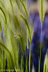 Grasses (2)