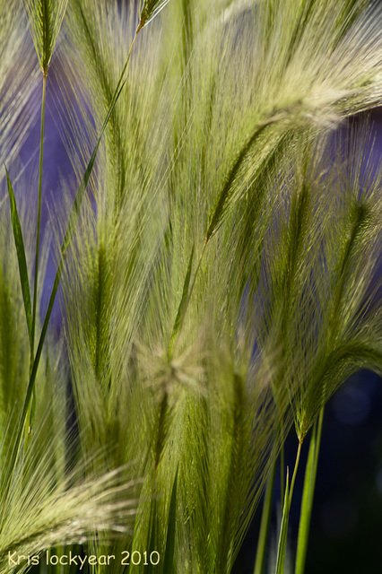 Grasses (1)