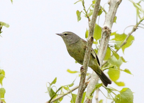 Orange-Crowned Warbler