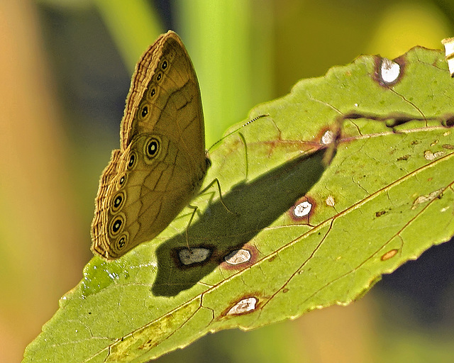 Seeing Spots – Kenilworth Aquatic Gardens, Washington, D.C.