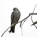 Mississippi Kite