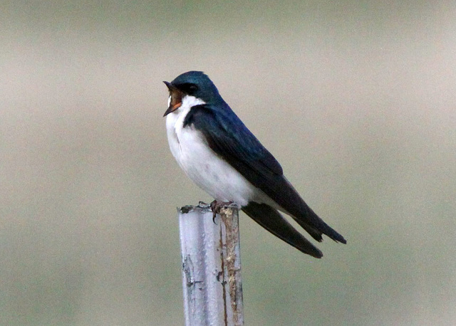 Tree Swallow