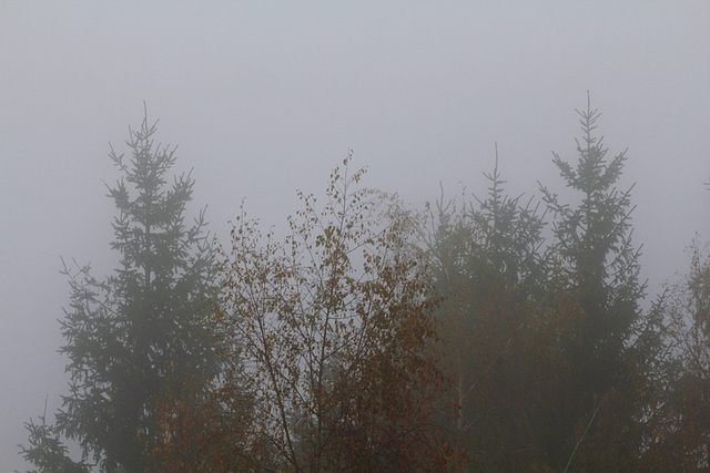 13 novembre , c'est brouillard !!