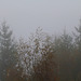 13 novembre , c'est brouillard !!