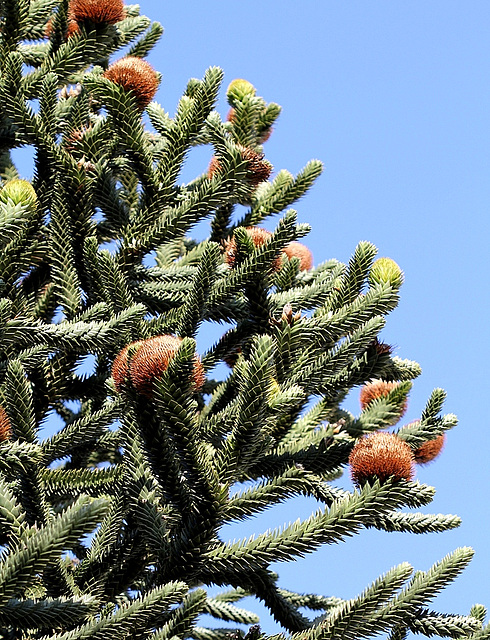 Araucaria araucana  (3)