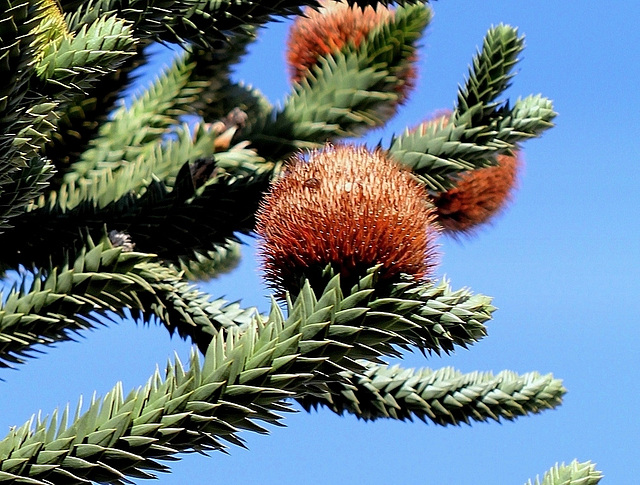 Araucaria araucana