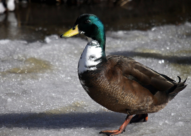 Domestic Mallard