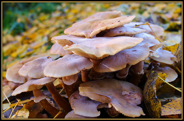 bouquet de champignons