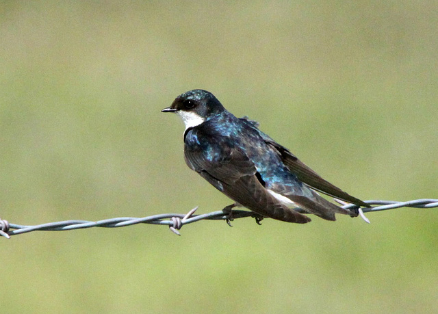 Tree Swallow