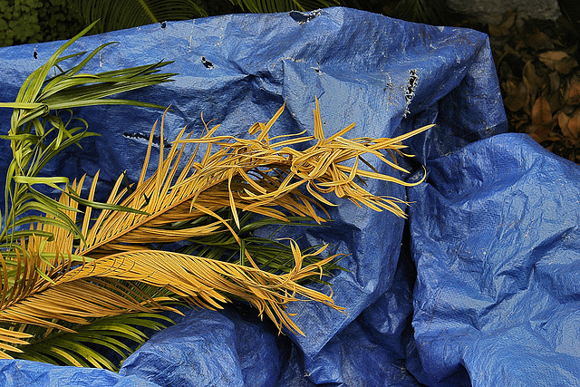 Fronds on a Blue Tarp – National Arboretum, Washington D.C.