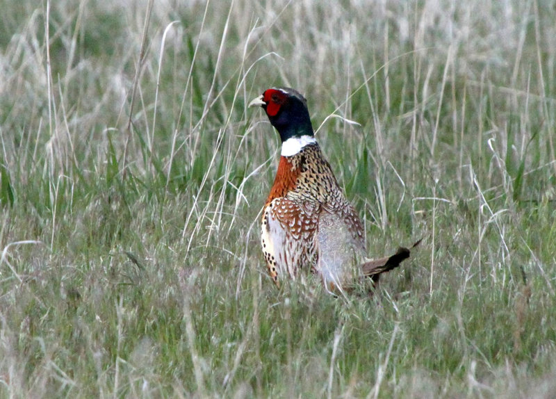 Ring-Necked Pheasant