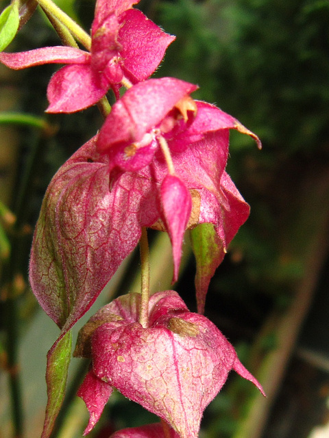 Still blooming in November