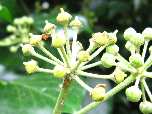 The ivy flowers