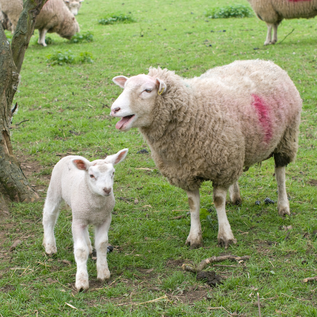 More lambs (3)
