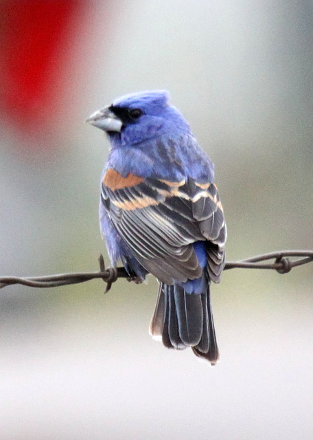 Blue Grosbeak