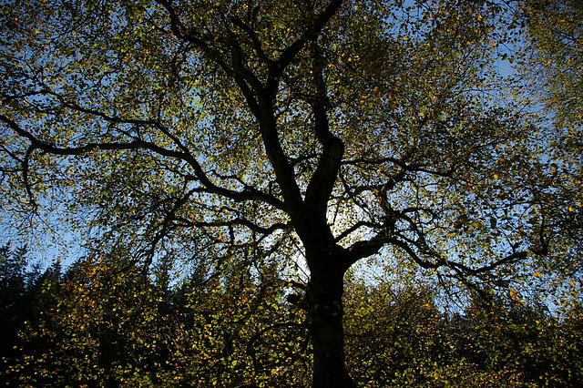 autumn-tree